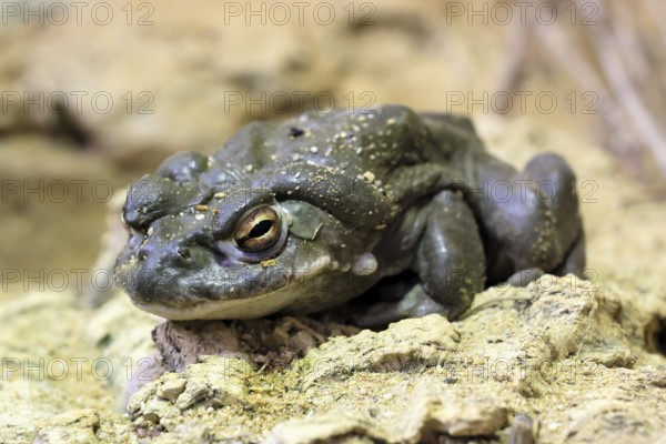 Colorado toad (Incilius alvarius), adult, alert, foraging, Southwest America, USA, Germany