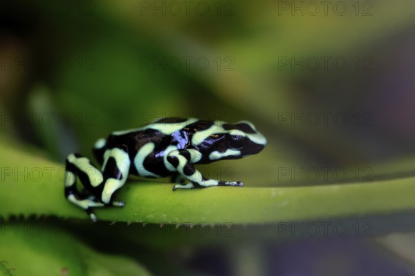 Golden Woodcreeper (Dendrobates auratus), adult, vigilant, on leaf, Latin America, captive