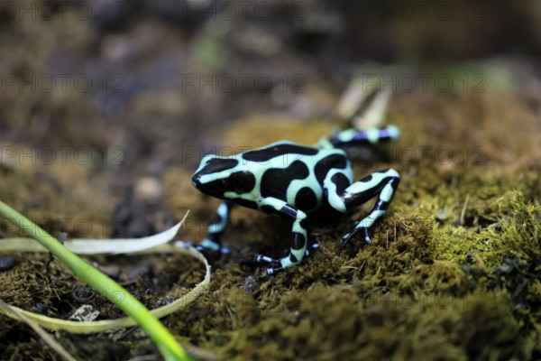 Golden Woodcreeper (Dendrobates auratus), adult, vigilant, on the ground, Latin America, captive