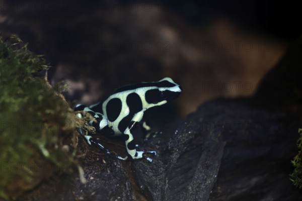 Golden Woodcreeper (Dendrobates auratus), adult, vigilant, on tree, Latin America, captive