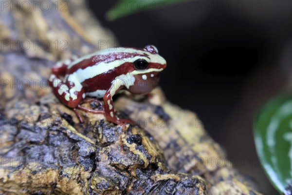 Three-striped Woodcreeper (Epipedobates tricolor), adult, calling, on tree, Ecuador, South America