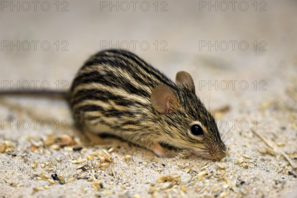 Typical striped grass mouse (Lemniscomys striatus), adult, on ground, alert, foraging, East Africa, West Africa