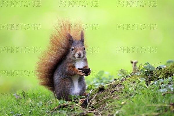 Squirrel (Sciurus vulgaris), adult, in a meadow, eating, with food, walnut, Mannheim, Germany
