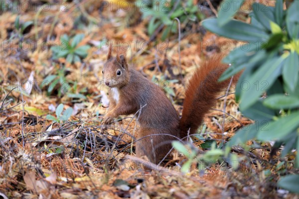 Squirrel (Sciurus vulgaris), adult, on the ground, alert, autumn, Mannheim, Germany