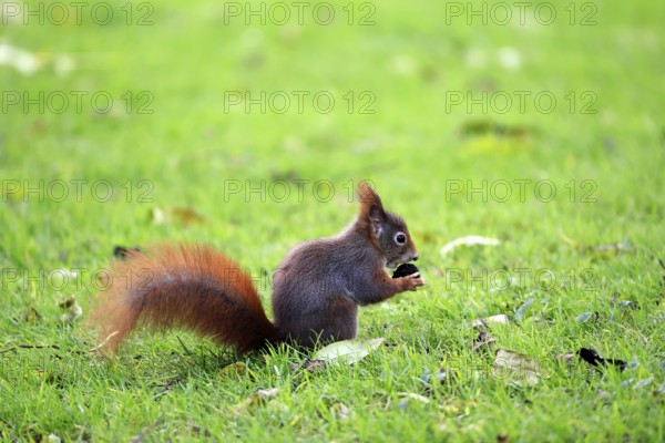 Squirrel (Sciurus vulgaris), adult, in a meadow, eating, with food, Mannheim, Germany