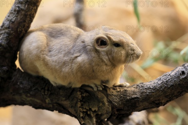 Common gundi (Ctenodactylus gundi), adult, on tree, alert, North Africa