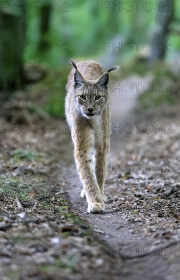 Eurasian lynx (Lynx lynx), adult, stalking, alert, in forest, Hesse, Germany, Europe, captive