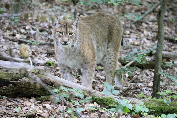 Eurasian lynx (Lynx lynx), adult, stalking, alert, in forest, Hesse, Germany, Europe, captive