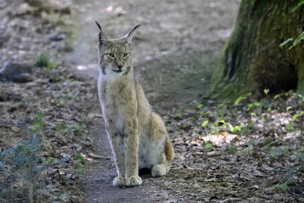 Eurasian lynx (Lynx lynx), adult, female, sitting, alert, in forest, Hesse, Germany, Europe, captive