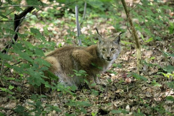 Eurasian lynx (Lynx lynx), adult, sitting, ground, alert, in forest, Hesse, Germany, Europe, captive