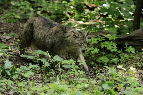 European wildcat (Felis silvestris), adult, stalking, in the forest, foraging, alert, Hesse, Germany, Europe, captive