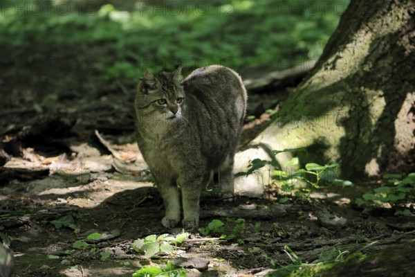 European wildcat (Felis silvestris), adult, in the forest, foraging, vigilant, Hesse, Germany, Europe, captive