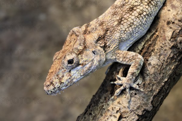 False chameleon (Anolis barbatus), adult, on tree, foraging, Cuba, Latin America