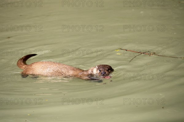 Otter (Lutra lutra), adult, in water, feeding, Bavarian Forest National Park, Germany, Europe, captive