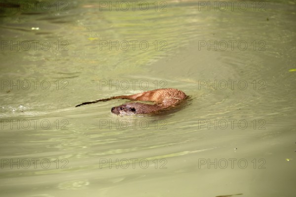 Otter (Lutra lutra), adult, in the water, foraging, Bavarian Forest National Park, Germany, Europe, captive