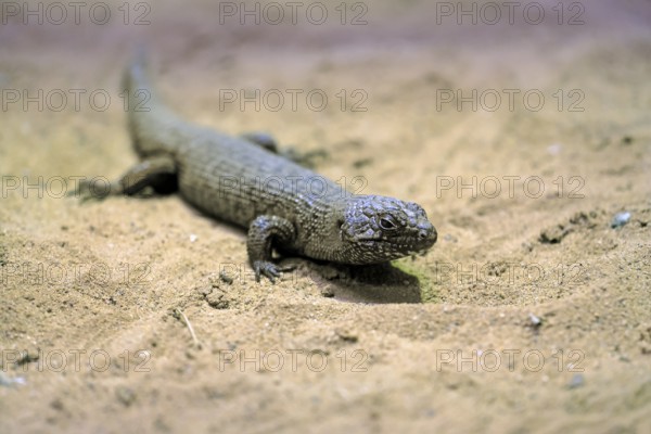 Rock skink (Egernia cunninghami), Cunningham's spined skink, adult, sandy soil, foraging, South-East Australia, Australia