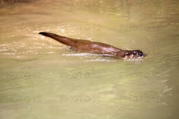 Otter (Lutra lutra), adult, in water, swimming, Bavarian Forest National Park, Germany, Europe, captive