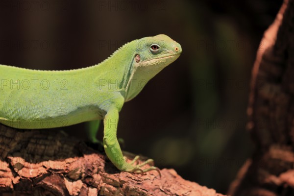 Banded Fiji Iguana (Brachylophus fasciatus), adult, on tree, alert, portrait, Tonga, Fiji, Oceania, captive