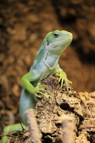 Banded Fiji Iguana (Brachylophus fasciatus), adult, on tree, alert, Tonga, Fiji, Oceania, captive