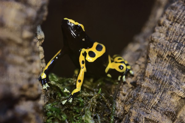 Yellow-banded poison dart frog (Dendrobates leucomelas), adult, alert, South America, captive