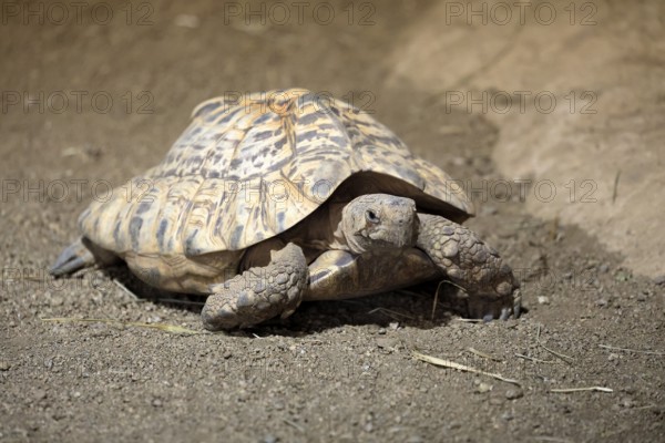 Panther tortoise (Stigmochelys pardalis), adult, running, foraging, South Africa