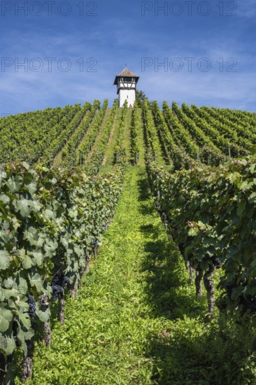 Weinberg, Rebhang mit dem historischen Rebhäuschen, auch Rebwächterhäusle vom historischen Weingut Haltnau bei Meersburg, Bodenseekreis, Baden-Württemberg, Deutschland