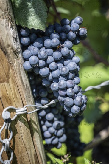 Reife Weintrauben hängen an einem Rebstock, Haltnau bei Meersburg, Bodenseekreis, Baden-Württemberg, Deutschland