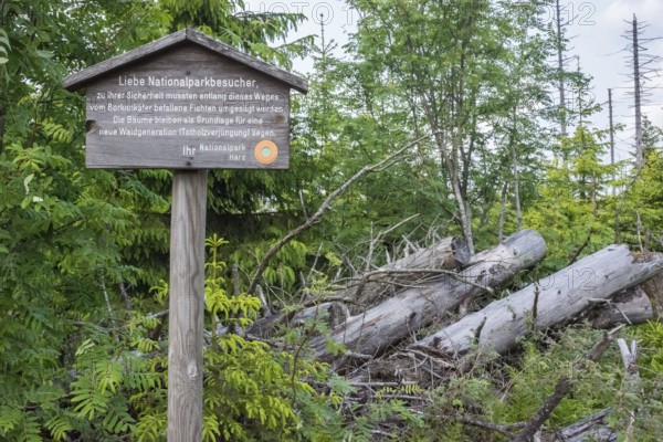 Signpost for bark beetle infestation, felling of trees and deadwood regeneration, wooden sign with deadwood of European spruce (Picea abies), also common spruce, red spruce, Norway spruce, fallen trees, forest regeneration, young rowan and spruce, regrowing trees, dead, vegetation, forest, drought, low mountain range, nature, nature reserve, drought, forest reorganisation, spruce dieback, spring, hike to the Brocken, hiking trail Goetheweg, Harz National Park, Lower Saxony, Germany