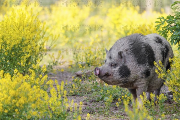 A Kunekune pig (sus scrofa domesticus), a domestic breed from New Zealand walks walks through a yellow flowering meadow. Captive, Austria