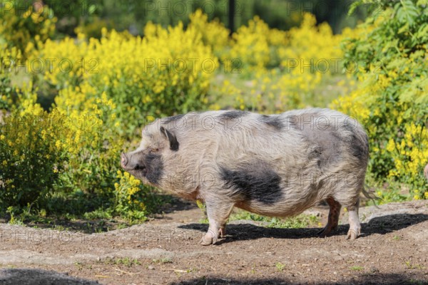 A Kunekune pig (sus scrofa domesticus), a domestic breed from New Zealand stands a yellow flowering meadow. Captive, Austria