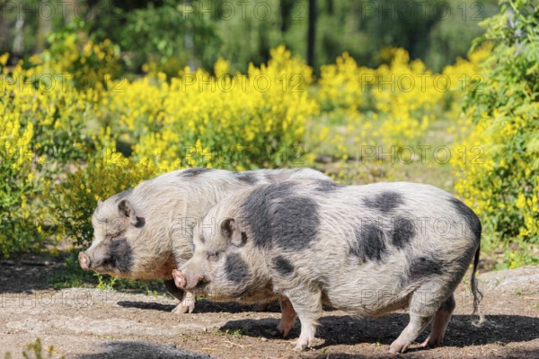 Two Kunekune pigs (sus scrofa domesticus), a domestic breed from New Zealand stand a yellow flowering meadow. Captive, Austria