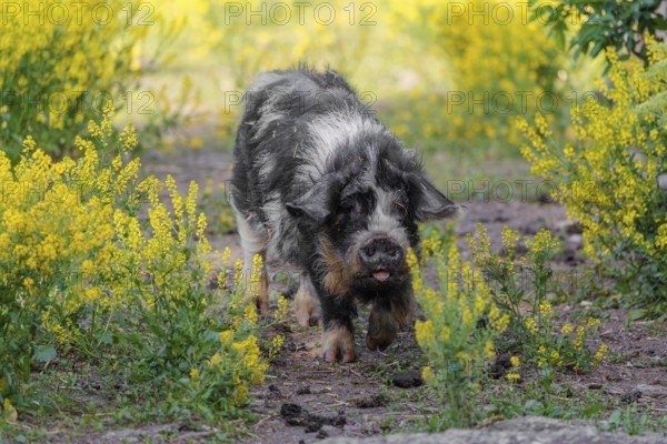A Kunekune pig (sus scrofa domesticus), a domestic breed from New Zealand walks walks through a yellow flowering meadow. Captive, Austria