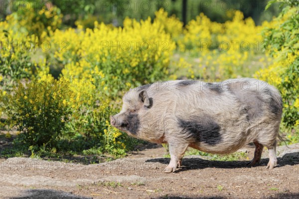 A Kunekune pig (sus scrofa domesticus), a domestic breed from New Zealand stands a yellow flowering meadow. Captive, Austria