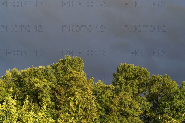 Stormy atmosphere over oak trees (Quercus), Bavaria, Germany
