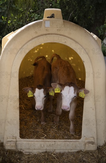 Two calves with ear tag, twins, in box, animal husbandry, Seeg, Ostallgäu, Allgäu, Swabia, Bavaria, Germany