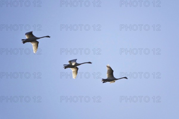 Flying swans, August, Saxony, Germany