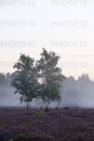 Heath landscape with morning fog, August, Germany