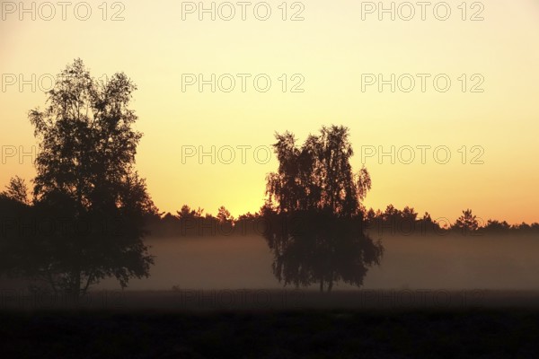 Heath landscape with morning fog, August, Germany