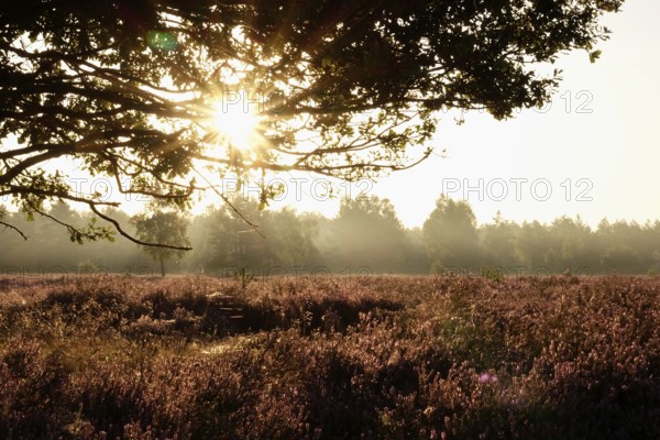 Rising sun, heath landscape, summer morning, August, Germany