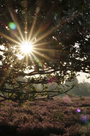 Rising sun, heath landscape, summer morning, August, Germany