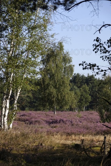 Heath landscape with birch trees, August, Germany