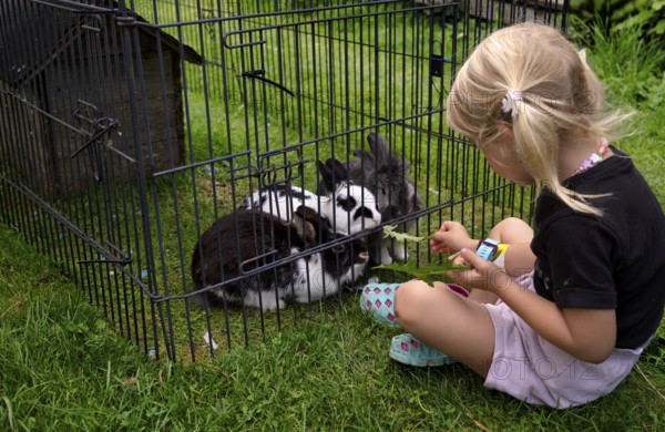 Girl, 4 years, blonde, feeds three rabbits with dandelion, rabbit hutch, animal love, Seeg, Ostallgäu, Allgäu, Swabia, Bavaria, Germany