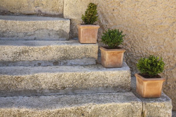 Flower pots with green plants on a staircase, Provence, France