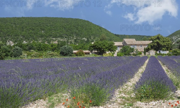 Wide lavender field in Provence with a stone house in the background surrounded by green hills under a clear sky, Provence, France