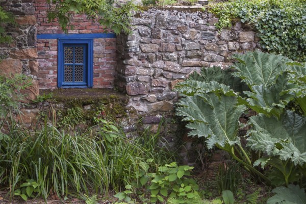 Stone wall with blue window surrounded by lush plant growth and large leaves in a rustic setting, Pontrieux, Département Cotes dArmor, Brittany, France