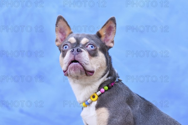 Cute Lilac Orange Tan Maskless French Bulldog dog wearing EM ceramics anti-thick necklace in front of blue background
