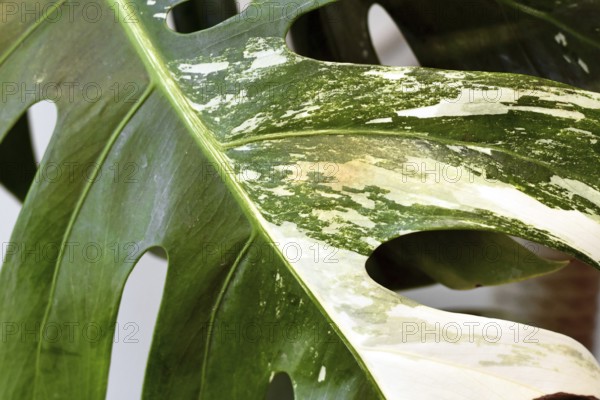 Small spot with reddish thrips pest damage on Monstera deliciosa variegata houseplant leaf