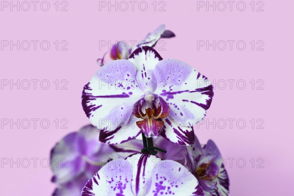 Close up of two colored purple and white flower of 'Phalaenopsis Magic Art' orchid on pink background