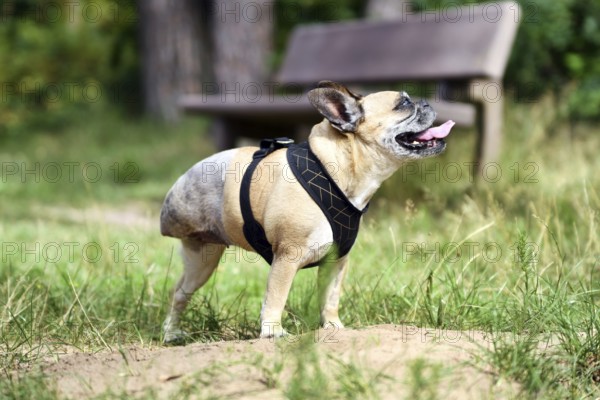 French Bulldog with amputated back leg standing on three legs. Shaved area from leg amputation surgery after bone cancer osteosarcoma