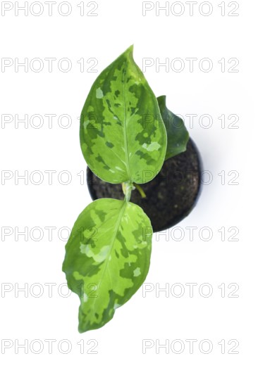 Aglaonema pictum tricolor top view. Tropical houseplant with camouflage patterned leaves in dark green, light green and silvery spots on white background